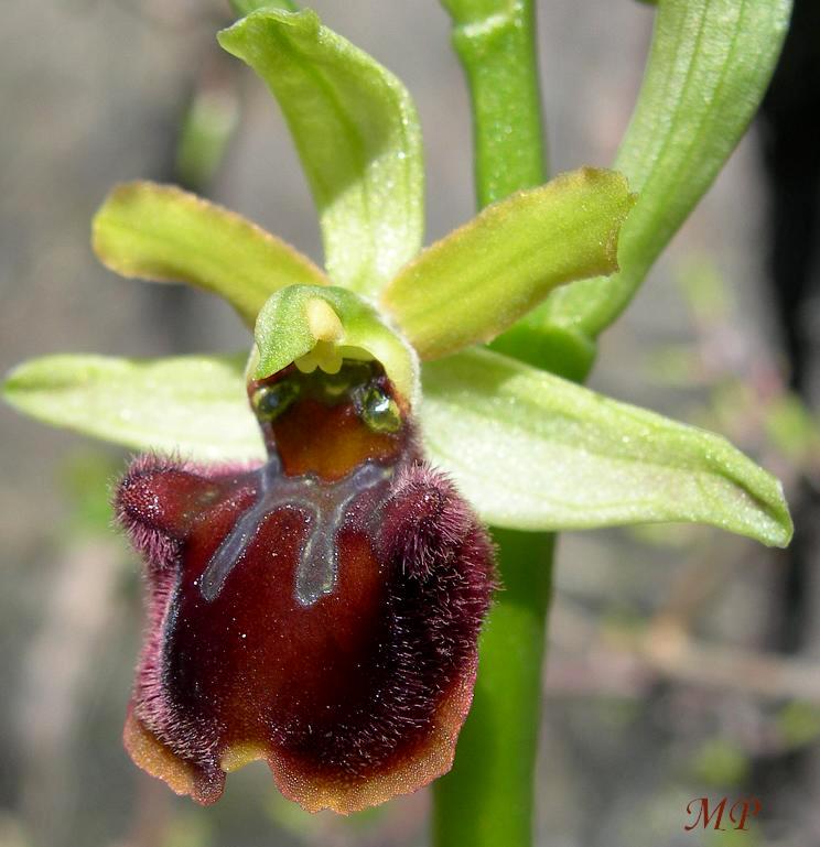 Orchidee dal Parco Naturale Regionale dei Monti Lucretili